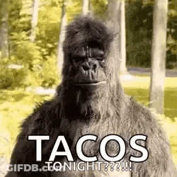 Stuffed Gorilla In Woods Saying Tacos Tonight GIF