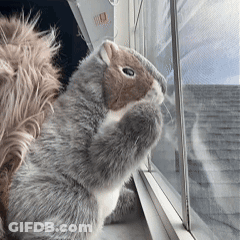 Stuffed Squirrel Looking Out Window GIF