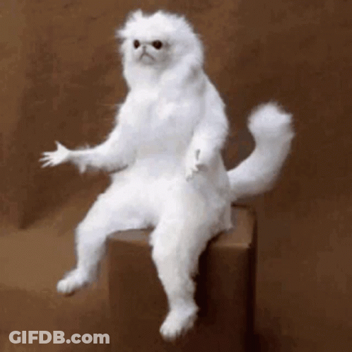 Stuffed White Cat Sitting On Box With Hands Outstretched GIF