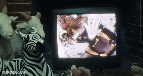 Stuffed Zebra Watching Lion On TV GIF
