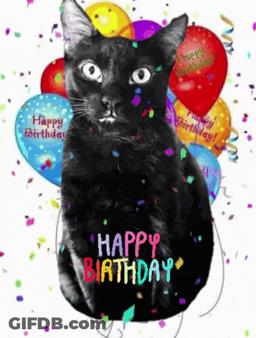 Stunned Black Birthday Cat Surprise GIF