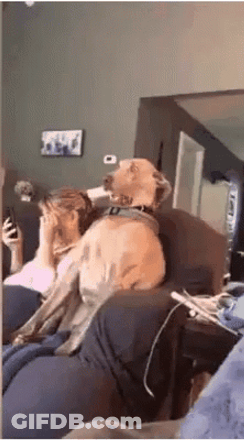 Stunned Dog Awkward Shocked GIF