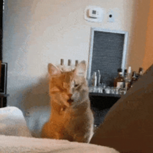 Stunned Open-Mouthed Surprised Cat GIF