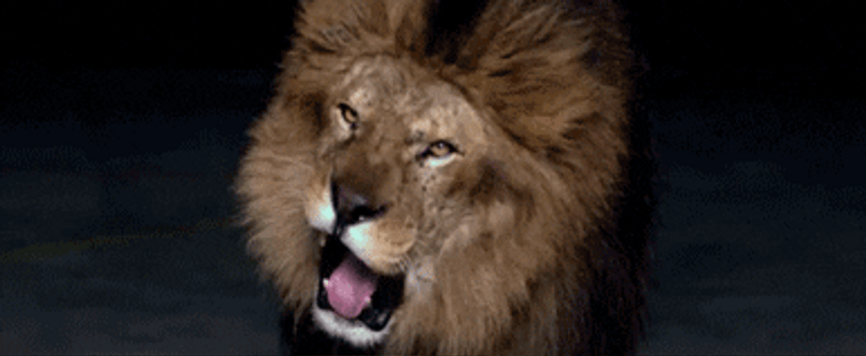 Stunning Lion Roar GIF