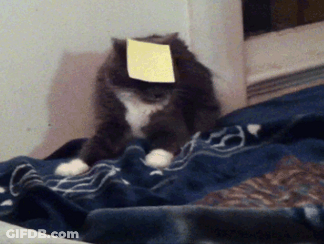 Stupid Cat Can't Remove The Paper GIF