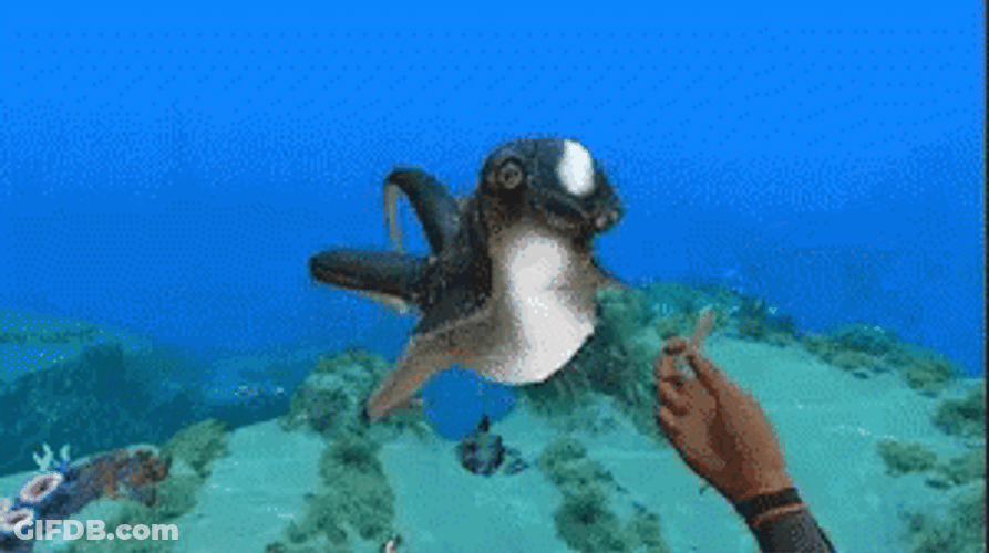 Subnautica Ciddlefish Feeding GIF