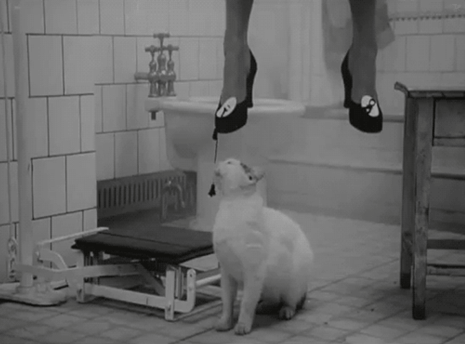 Suicide Bathroom Hang Cat GIF