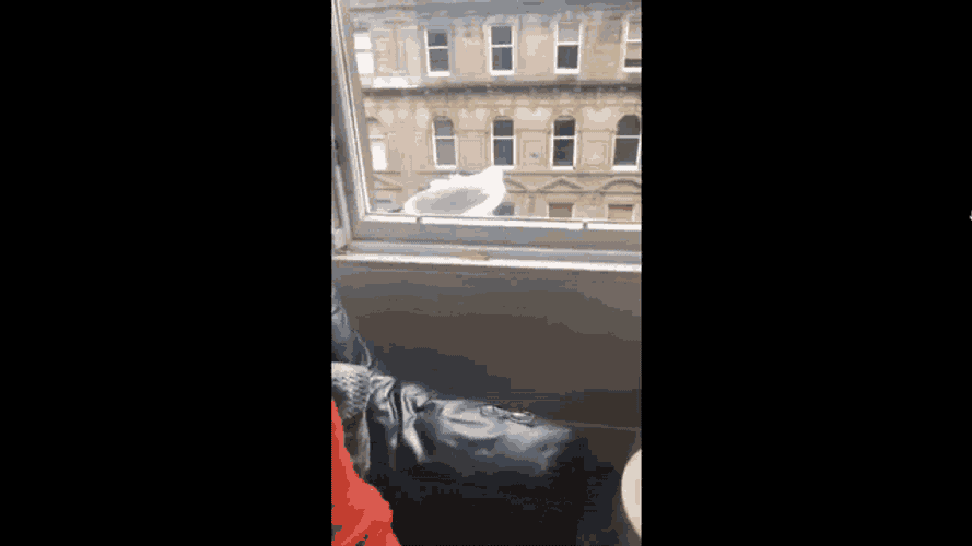 Suicide Pigeon GIF