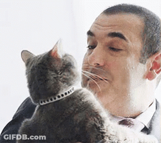 Suits Rick Hoffman Cat GIF