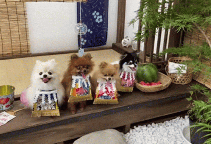 Sumo Pomeranian Dogs GIF