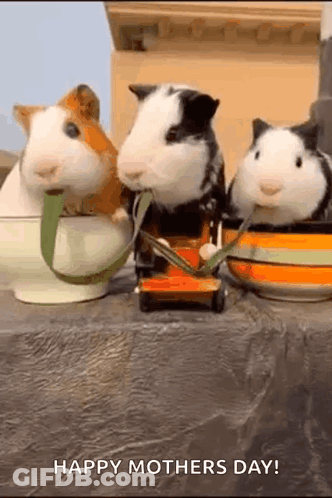 Sumo Wrestlers Washing A Car GIF