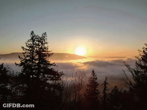 Sun Setting Over Foggy Forest GIF