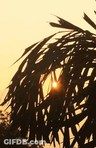 Sun Shining Through Palm Tree Branches GIF