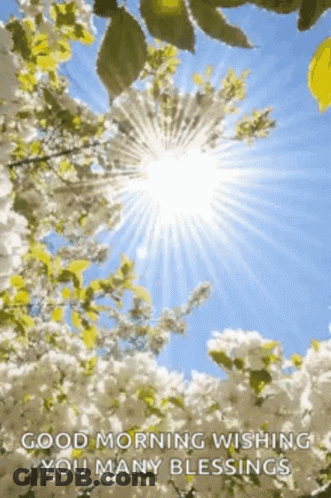 Sun Shining Through Tree Branches Good Morning GIF