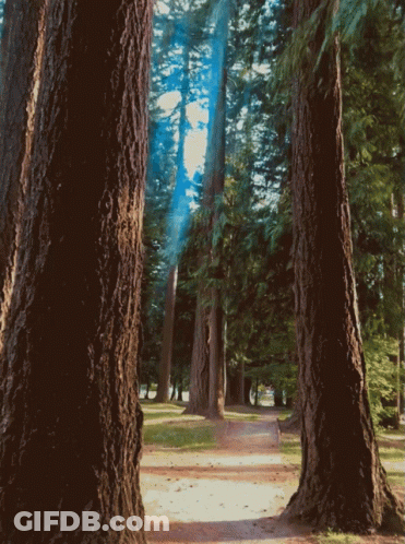 Sun Shining Through Trees In Park GIF