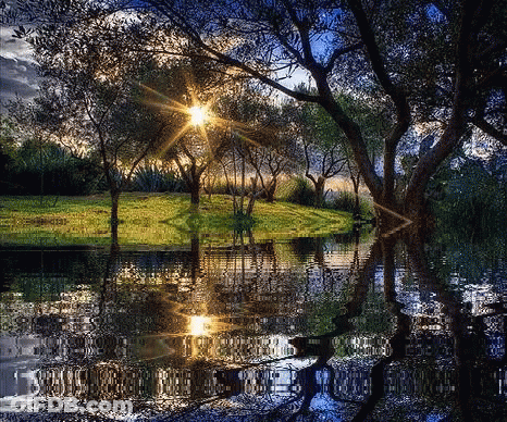Sun Shining Through Trees In Water GIF
