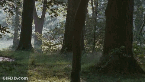 Sun Shining Through Trees In Woods GIF