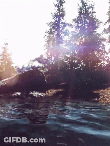 Sun Shining Through Trees Log Floating In Water GIF