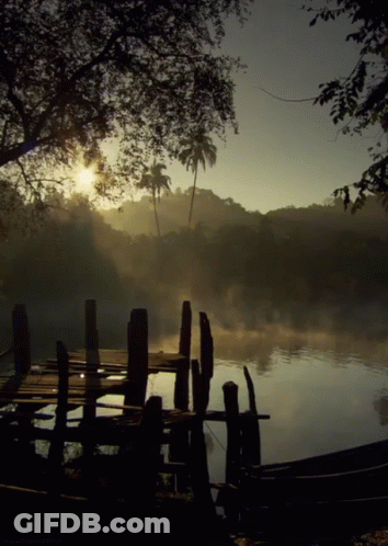 Sun Shining Through Trees Over Lake GIF