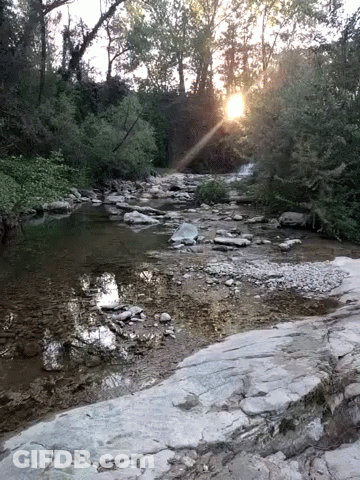 Sun Shining Through Trees Over River GIF