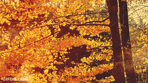 Sun Shining Through Trees With Changing Leaves GIF