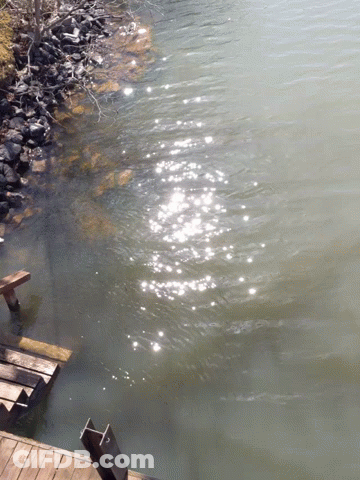 Sun Shining Through Water By Wooden Pier GIF