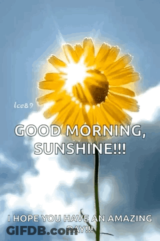 Sun Shining Through Yellow Flower Good Morning Sunshine GIF