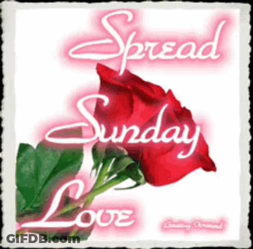 Sunday Blessings Roses Spread Love GIF