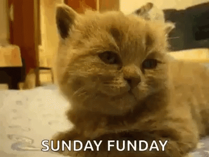 Sunday Funday Tired Cat GIF