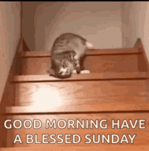 Sunday Morning Cat Sliding On Stairs GIF