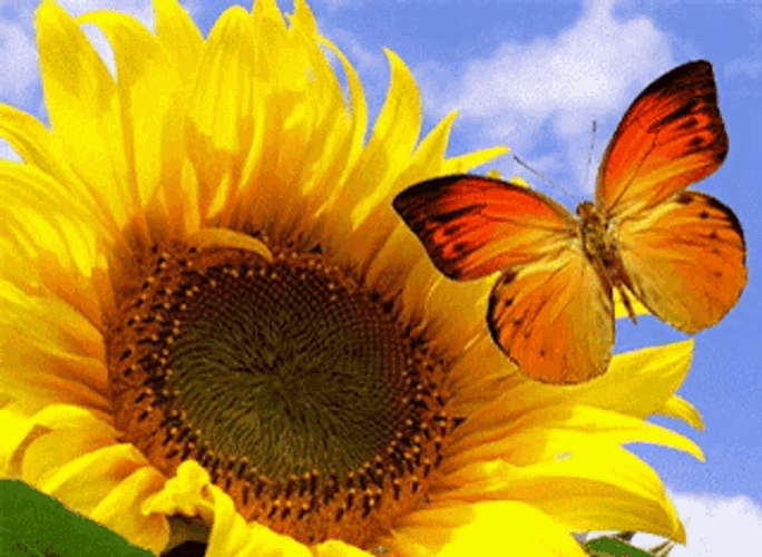 Sunflower Butterfly GIF
