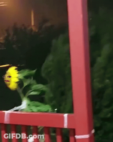 Sunflower Face On Balcony GIF