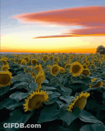 Sunflower Field At Sunset GIF