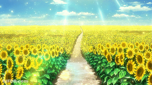 Sunflower Field Path With Sun GIF