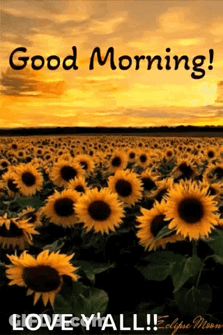 Sunflower Field Saying Good Morning Love Y All GIF