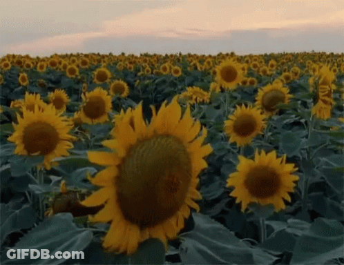 Sunflower Field With Central Sunflower GIF