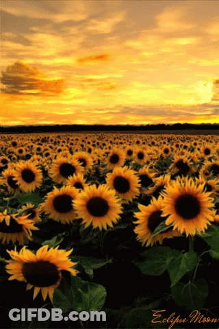 Sunflower Field With Eclipse Moon GIF