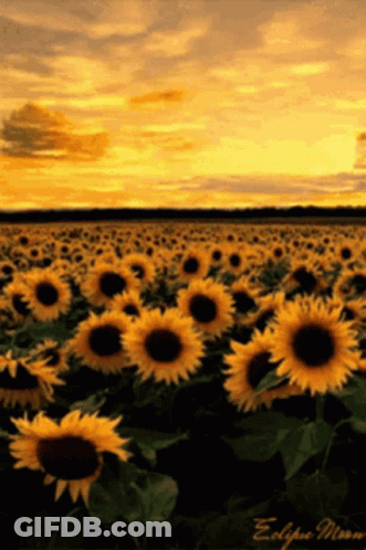 Sunflower Field With Eclipse Moon Text GIF