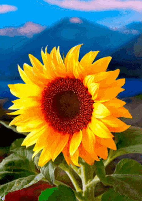Sunflower GIF