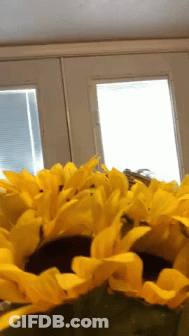 Sunflower In Front Of Window With Blinds GIF
