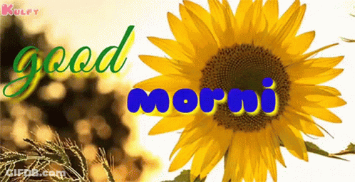 Sunflower Saying Good Morning GIF