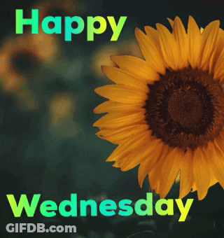 Sunflower Saying Happy Wednesday GIF