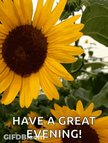 Sunflower Saying Have A Great Evening GIF
