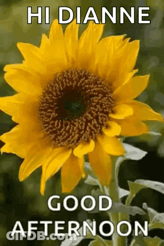 Sunflower Saying Hi Dianne Good Afternoon GIF