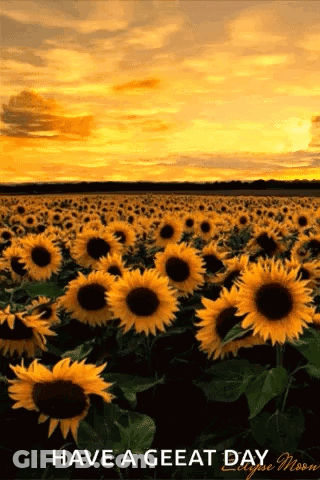 Sunflower Sunset Eclipse Moon Have A Great Day GIF
