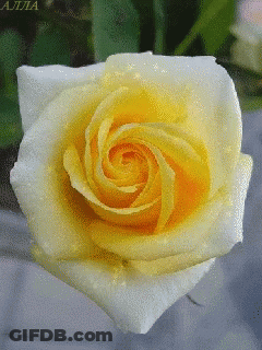 Sunflower With Blue Butterfly Saying Love You GIF
