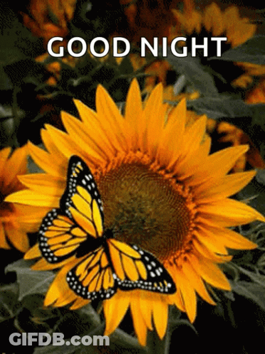 Sunflower With Butterfly Saying Good Night GIF