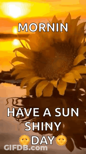 Sunflower With Mornin Have A Sun Shiny Day GIF
