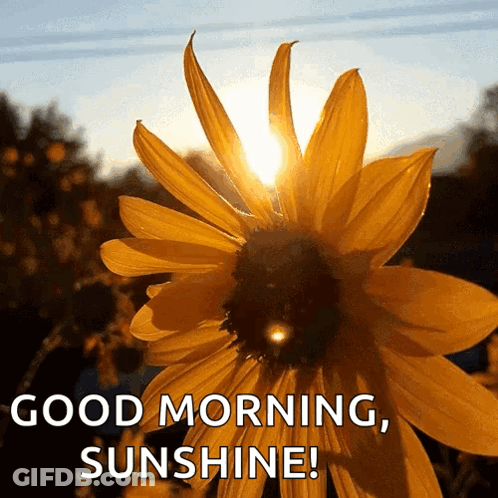Sunflower With Sun Shining Through Good Morning Sunshine GIF