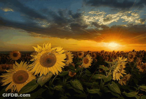 Sunflowers At Sunset GIF
